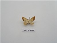 藏品(尺蛾144)的圖片